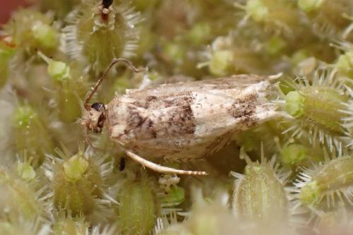 Réf. 348 317 : Crocidosema plebejana